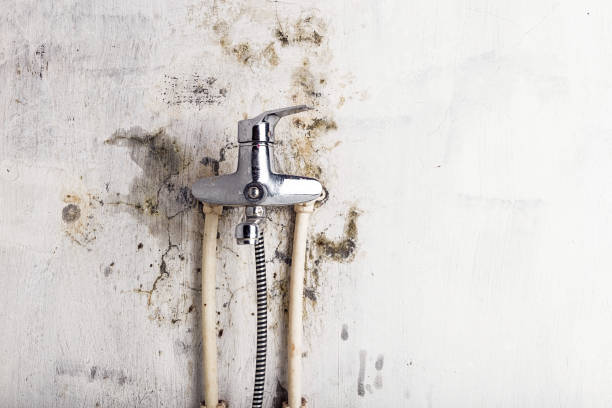 Best Insurance-Related Mold Remediation in Elfers, FL