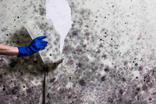 Best White Mold Remediation in Elfers, FL