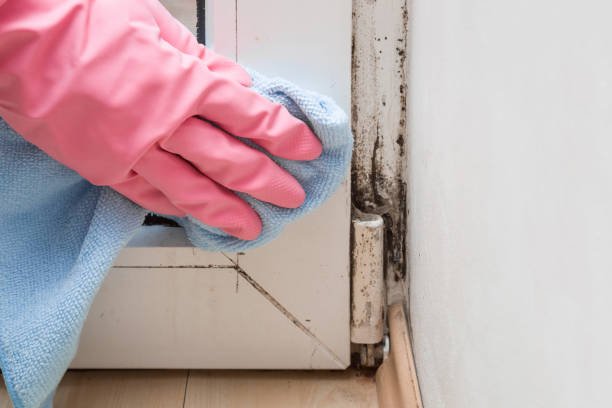 Best Bathroom Mold Remediation in Elfers, FL